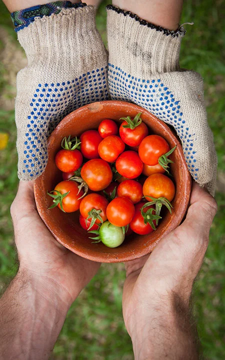 Fresh vegetables from our network